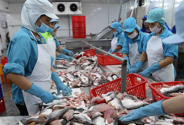 L Égypte et les EAU ont de forts besoins en pangasius vietnamien